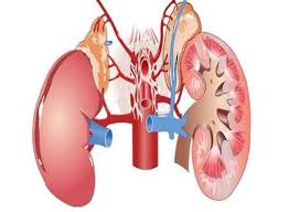 Viêm mô kẽ thận - Hình ảnh minh họa